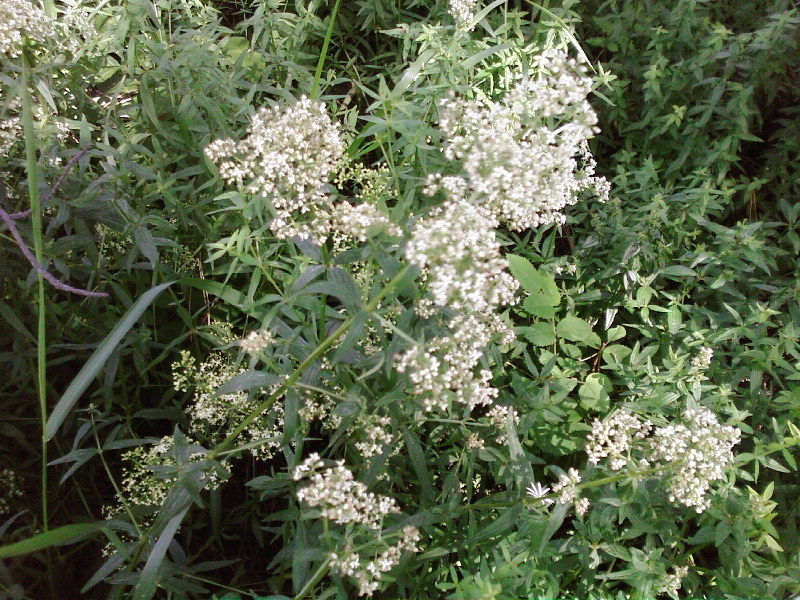 Image of Galium rubioides specimen.