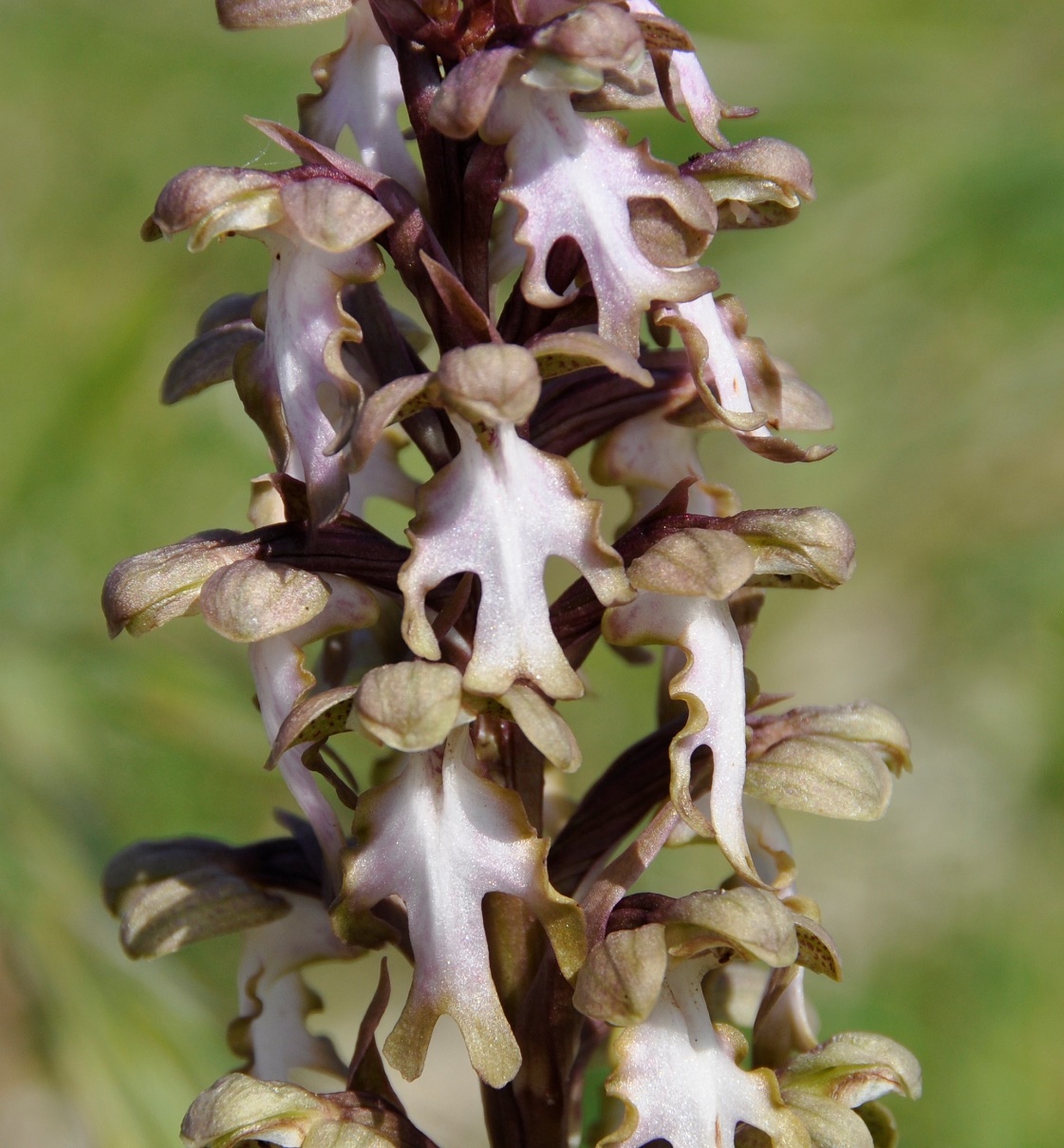 Image of Himantoglossum robertianum specimen.