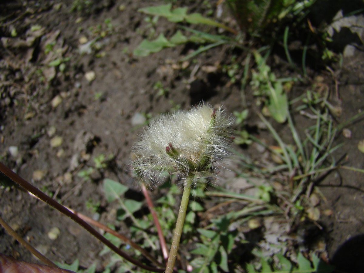 Image of genus Taraxacum specimen.