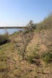 Смотреть изображение Astragalus paucijugus