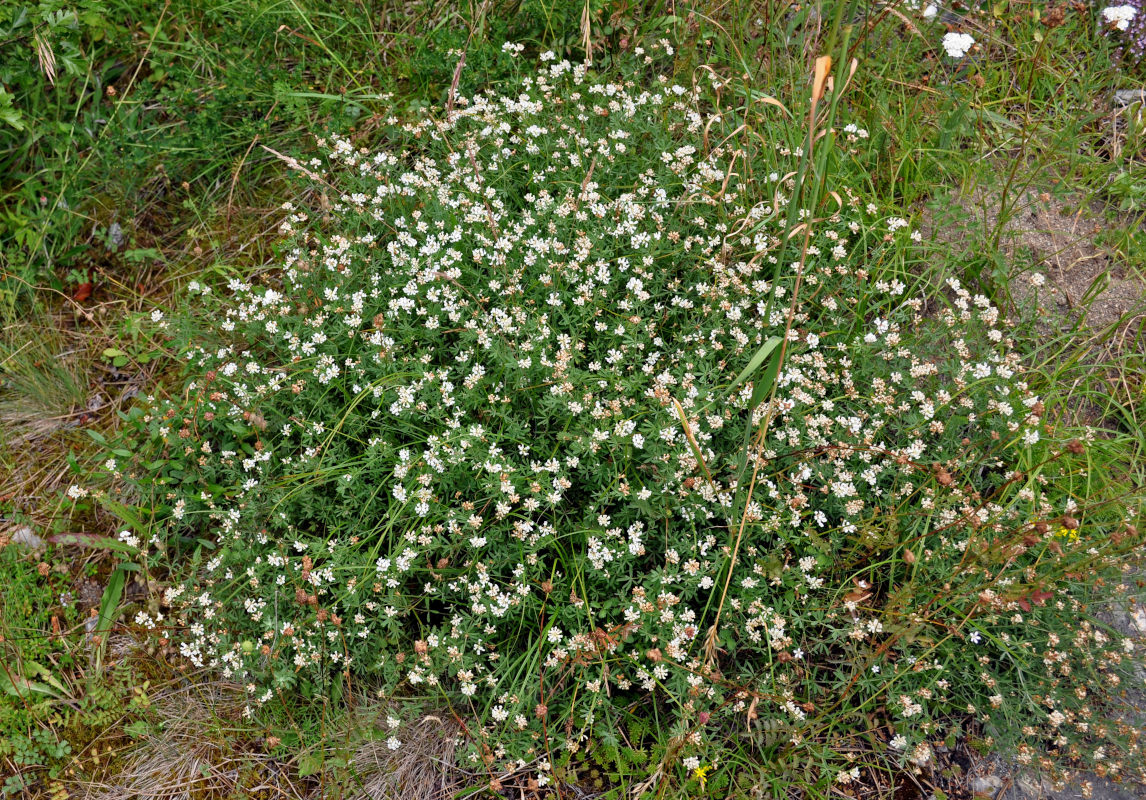 Image of genus Dorycnium specimen.