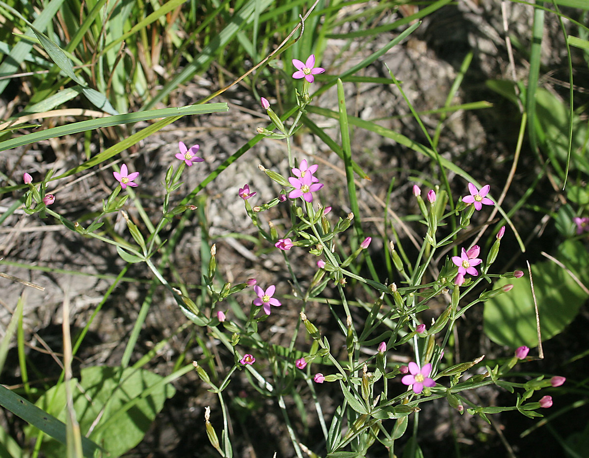 Изображение особи Centaurium pulchellum.