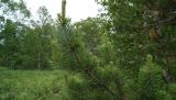 Pinus sylvestris