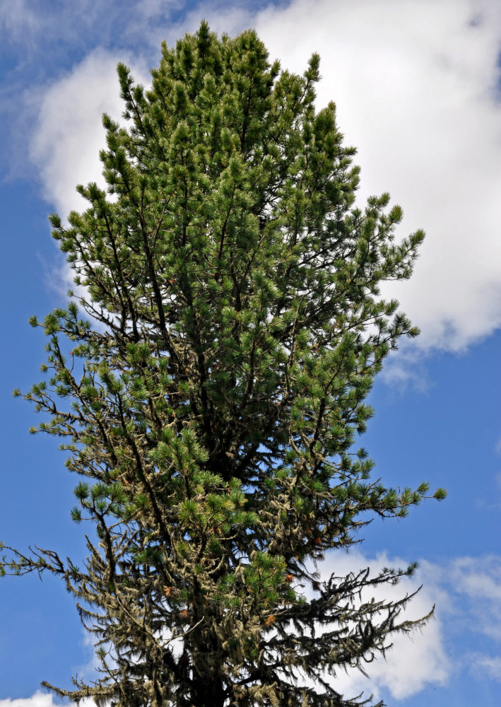 Изображение особи Pinus sibirica.