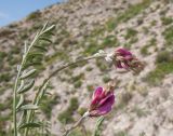 Hedysarum tauricum. Верхушка цветущего растения с кормящимися червецами. Краснодарский край, м/о Анапа, окр. пос. Супсех, обрывистый приморский склон. 16.05.2015.