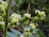 Rhus coriaria