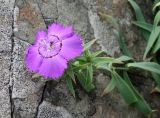 Dianthus chinensis. Верхушка побега с цветком и кормящимся(?) муравьём. Приморский край, Владивостокский ГО, о. Рикорда, юго-восточное побережье, бухта Восточная, на береговом скальном выходе. 03.08.2019.