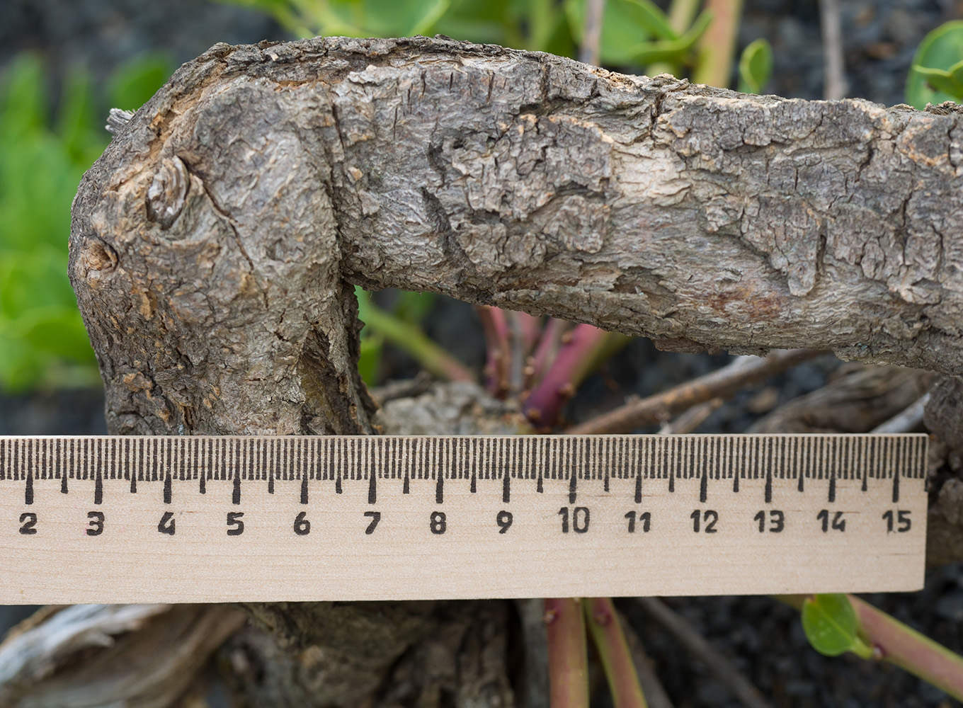 Image of Capparis herbacea specimen.