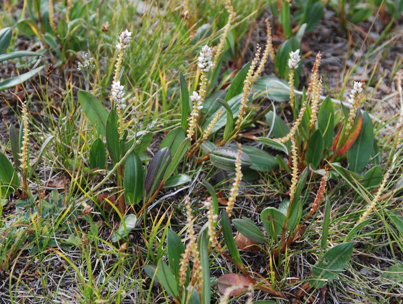 Image of Bistorta vivipara specimen.