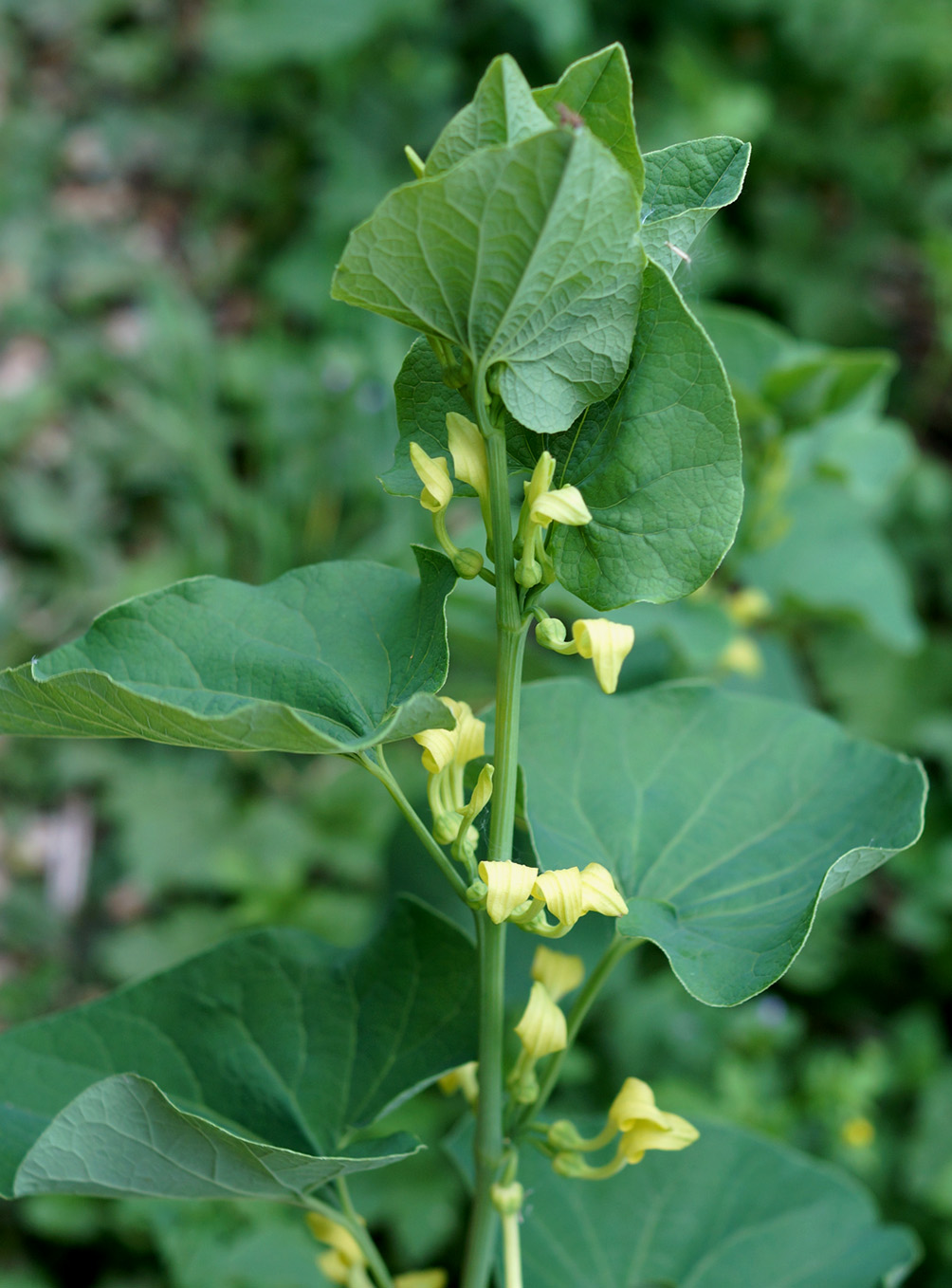 Image of Aristolochia clematitis specimen.