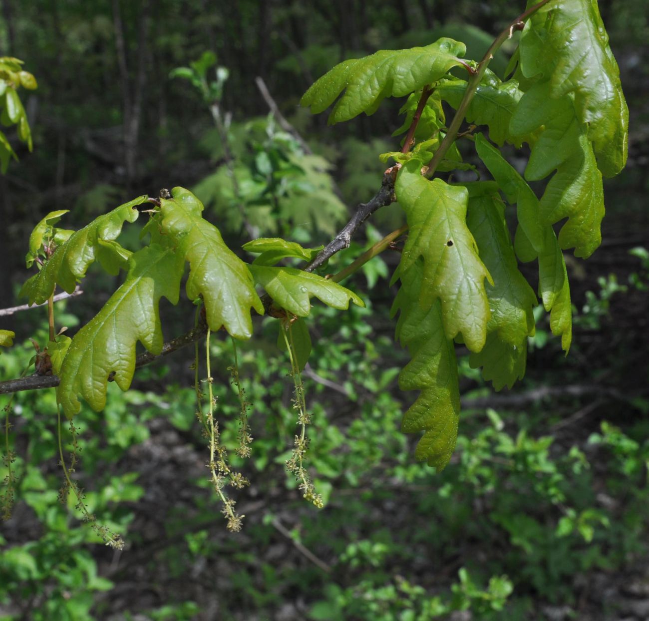 Изображение особи Quercus robur.