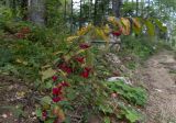 Смотреть изображение Euonymus leiophloeus