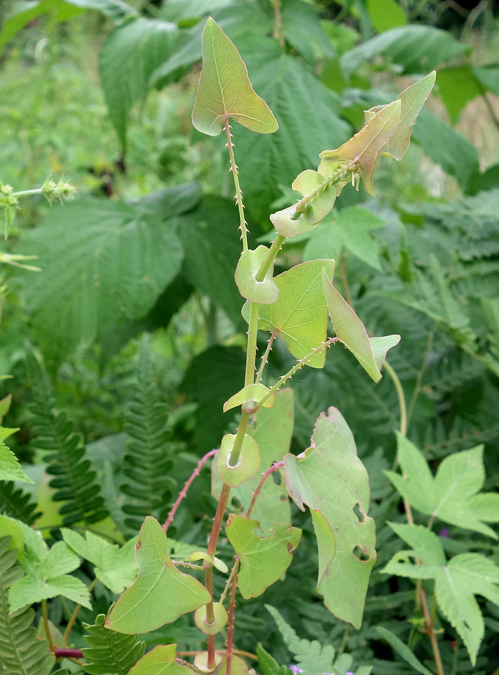 Изображение особи Chylocalyx perfoliatus.