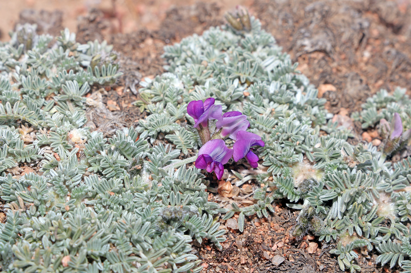 Image of Oxytropis leucocyanea specimen.