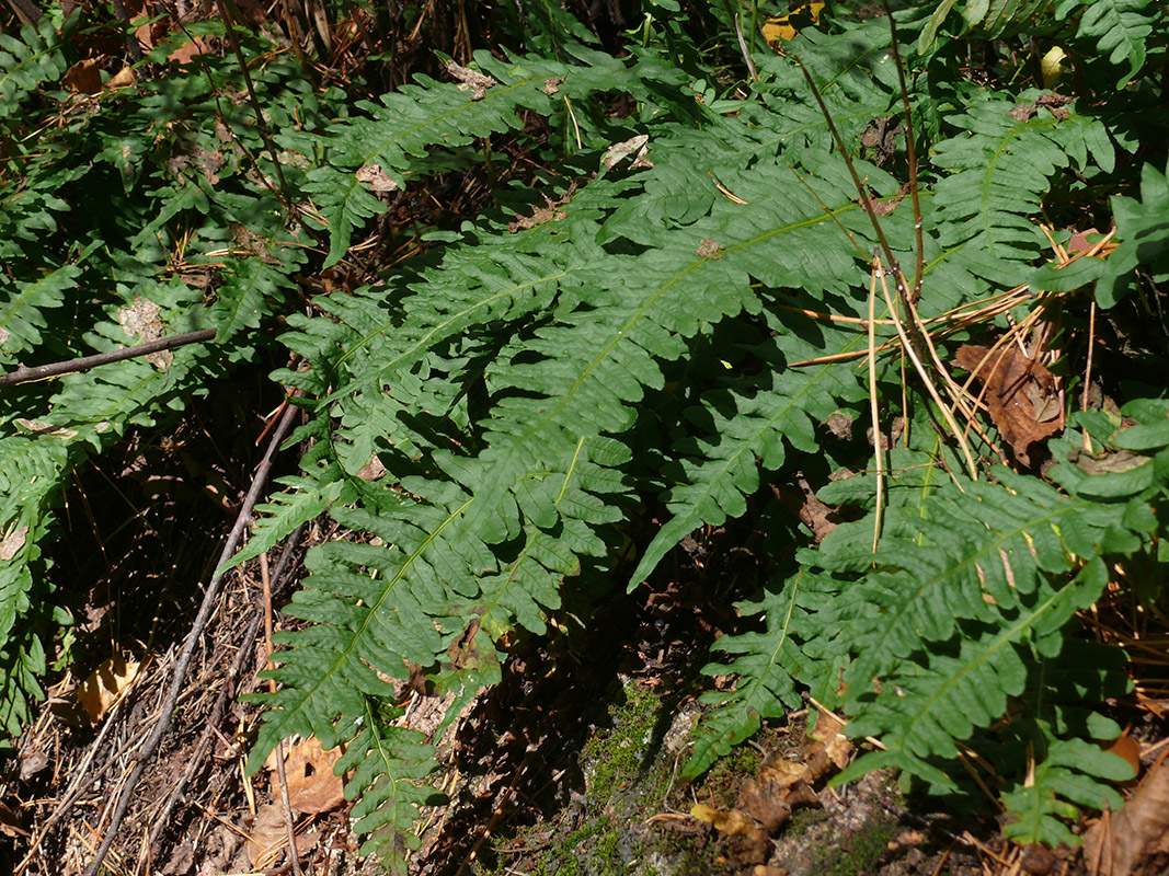 Изображение особи Polypodium vulgare.