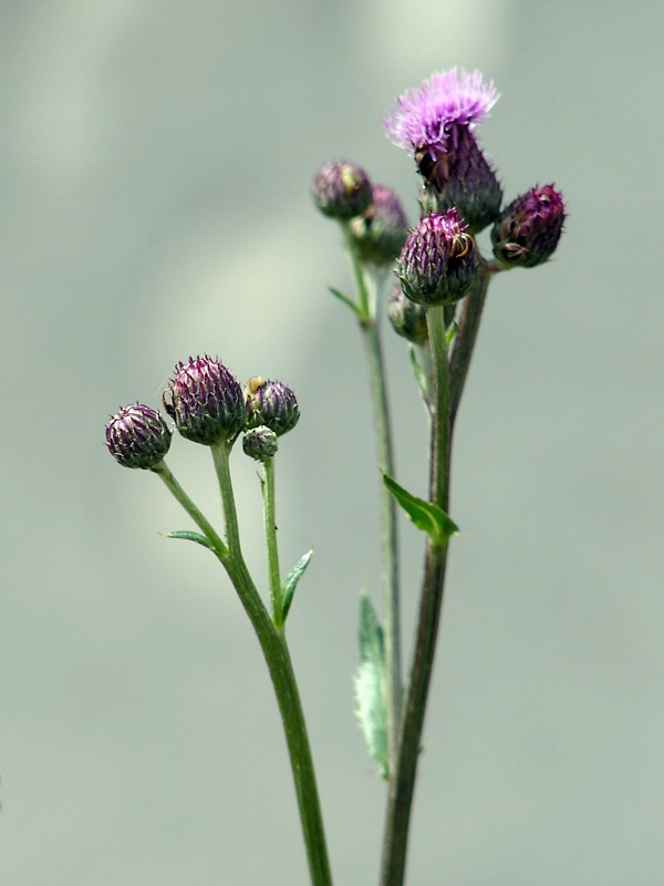 Изображение особи Cirsium incanum.