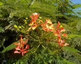 Delonix regia