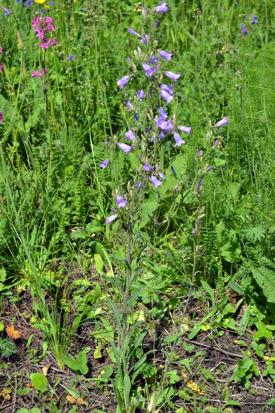 Изображение особи Campanula sibirica.