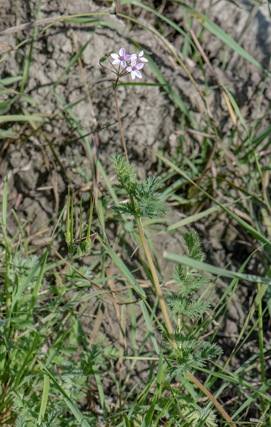 Image of Erodium cicutarium specimen.