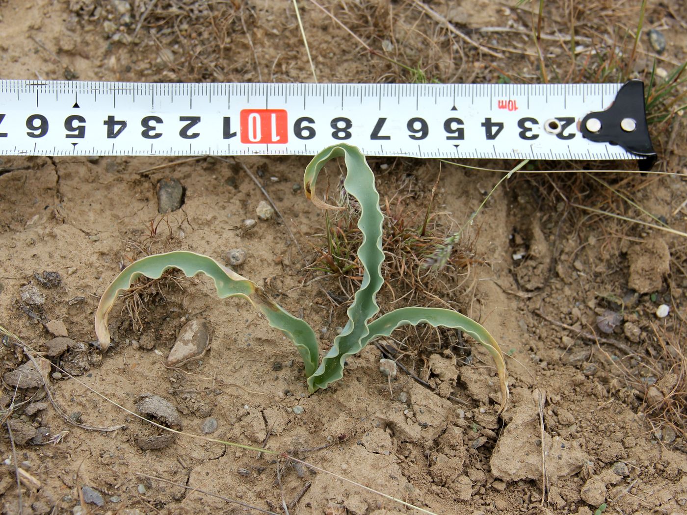 Image of Tulipa lehmanniana specimen.