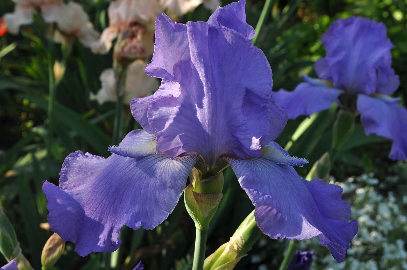 Изображение особи Iris &times; hybrida.