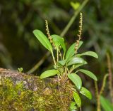 род Stelis. Цветущее растение. Перу, регион Куско, провинция Урубамба, Mariposario de Machu Picchu. 19.10.2019.