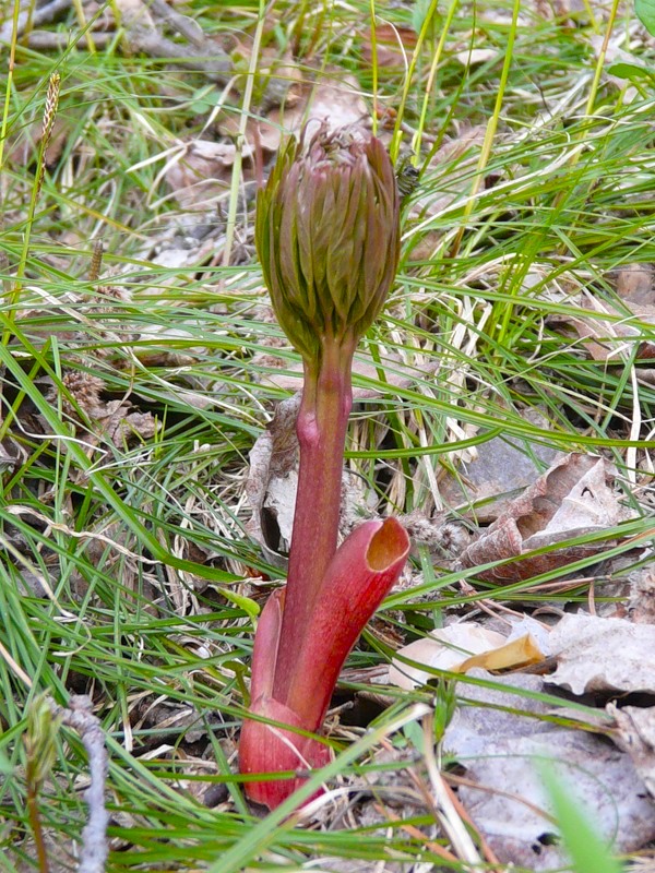 Image of Paeonia anomala specimen.