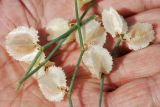 genus Calligonum. Побеги с плодами. Узбекистан, Ферганская обл., горы Кампиркок, пестроцветы. 19.05.2021.