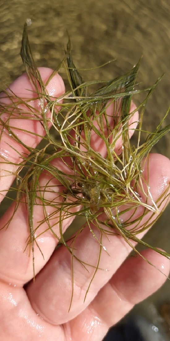 Image of Potamogeton pectinatus specimen.