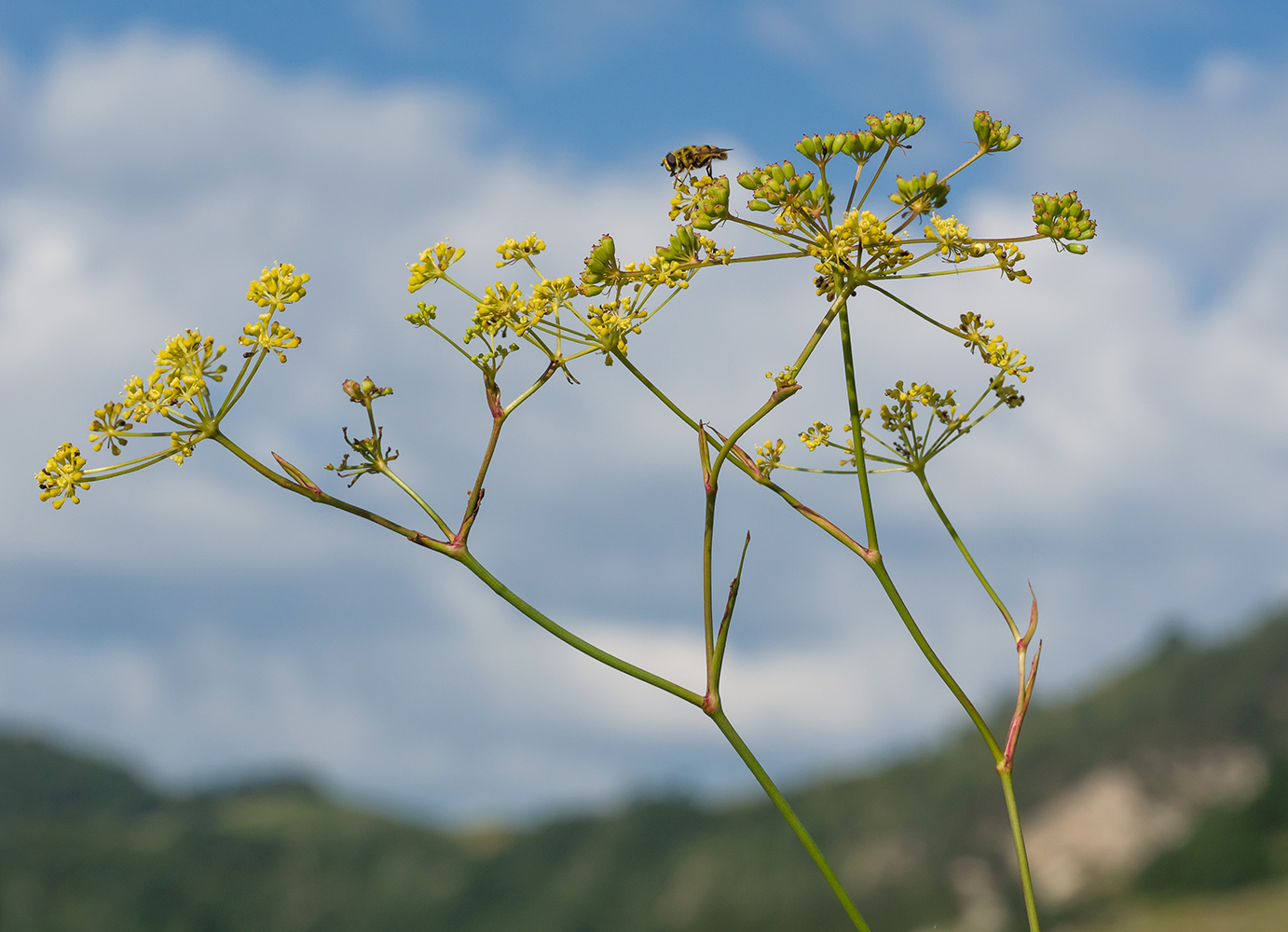 Image of Peucedanum longifolium specimen.