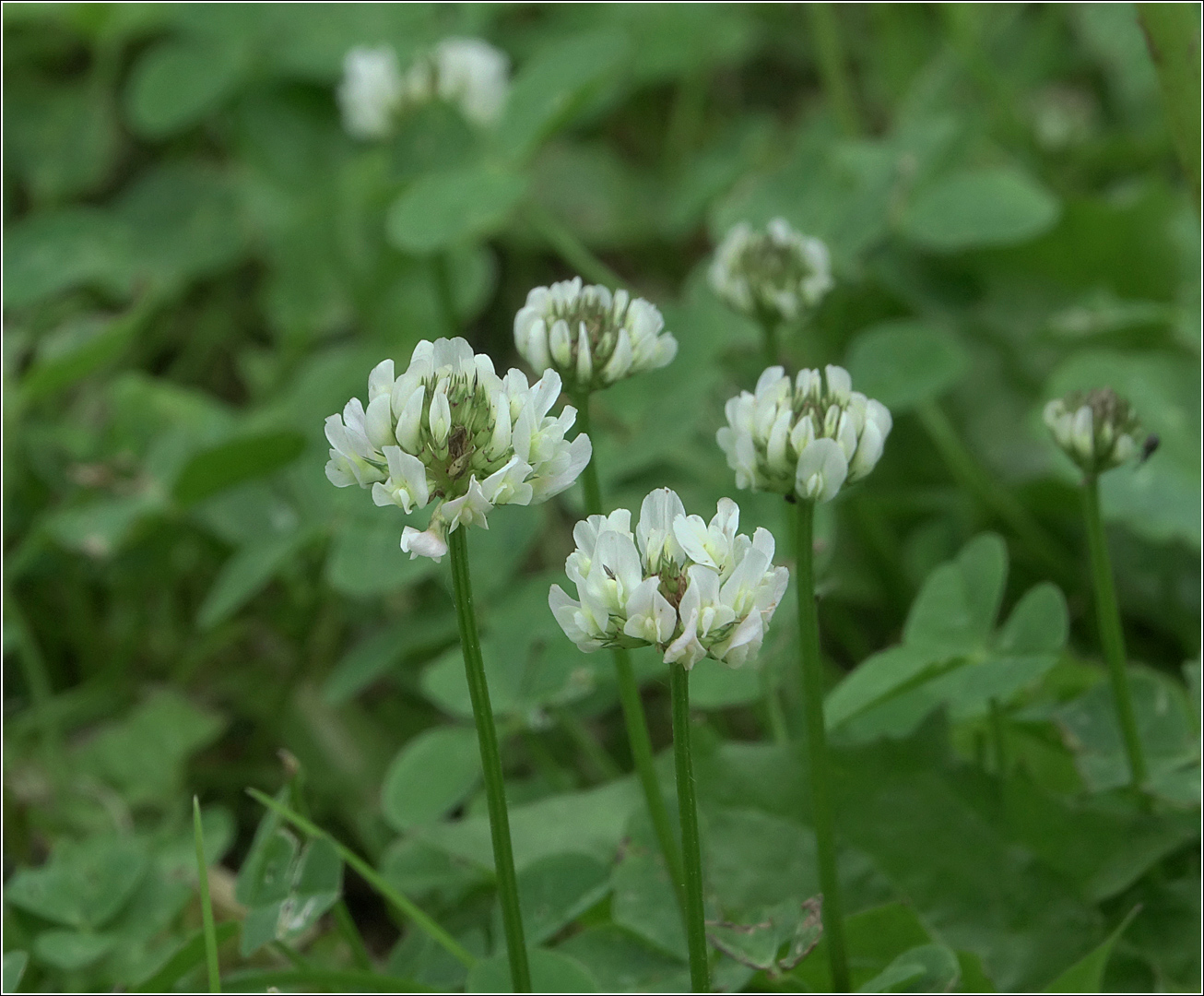 Image of Trifolium repens specimen.