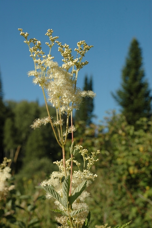 Image of Filipendula ulmaria specimen.