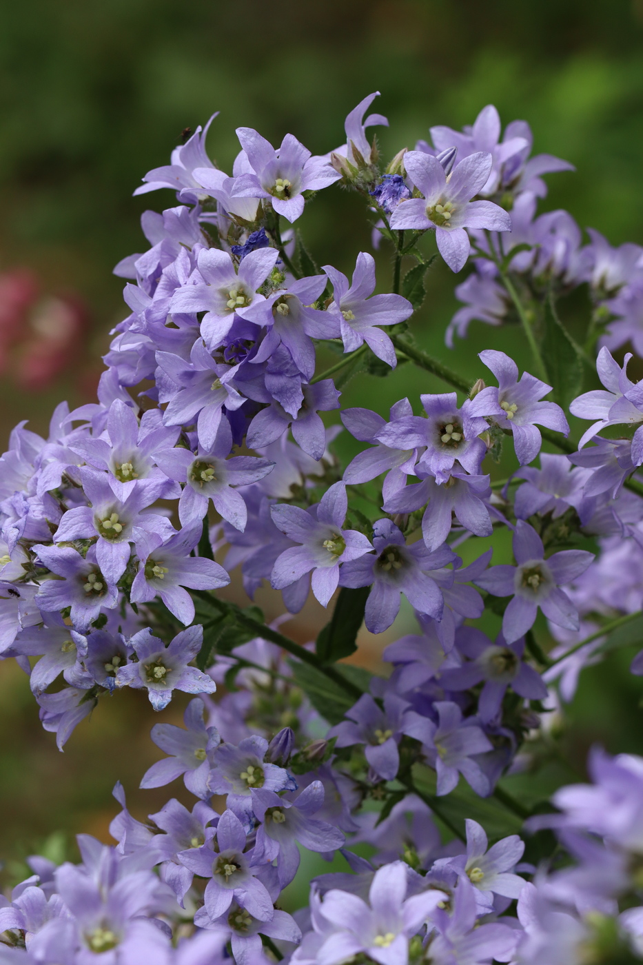 Image of Gadellia lactiflora specimen.