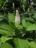 Phytolacca acinosa. Верхушка цветущего растения. Москва, Ботанический сад МГУ.