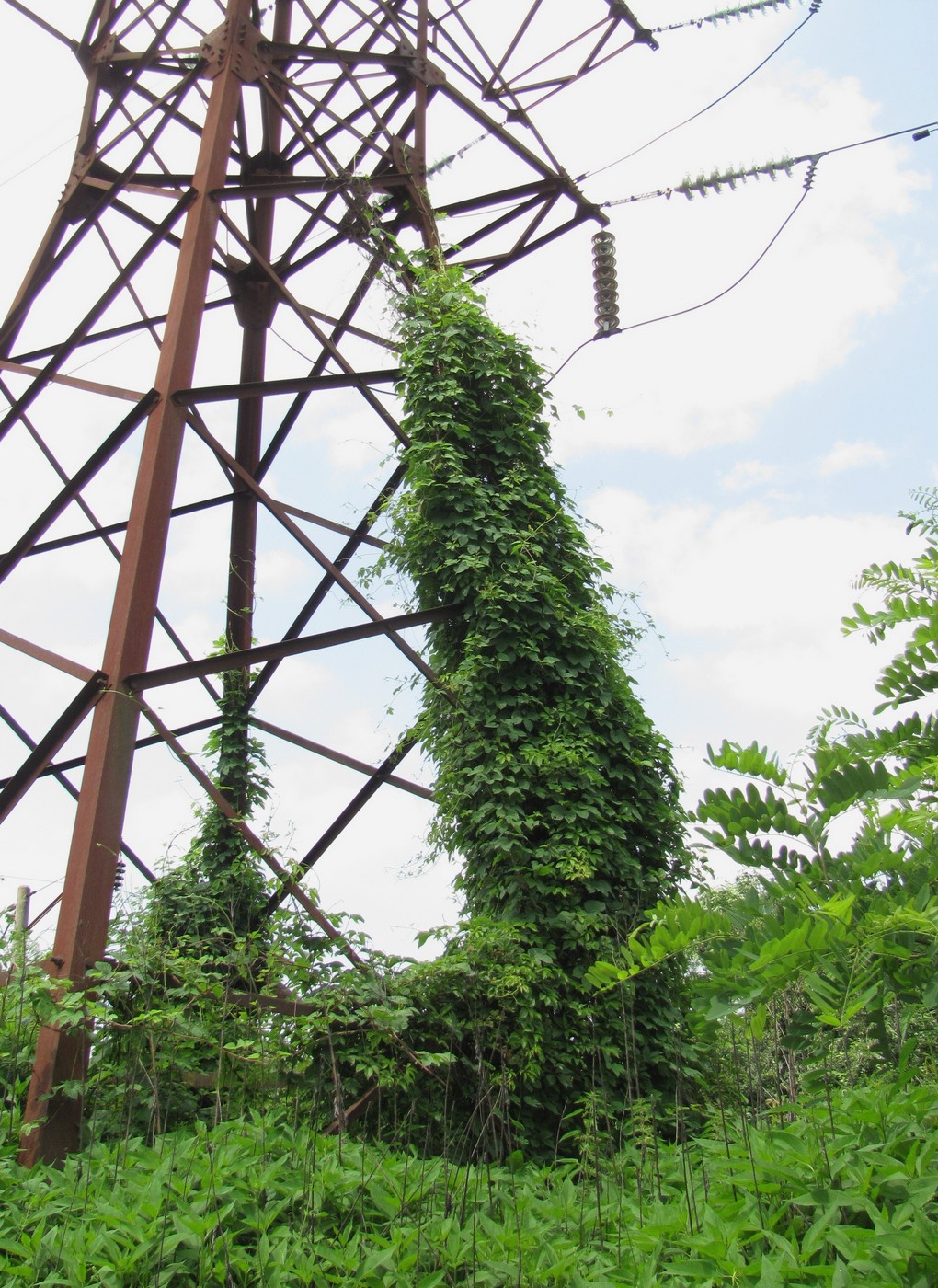 Image of Humulus lupulus specimen.