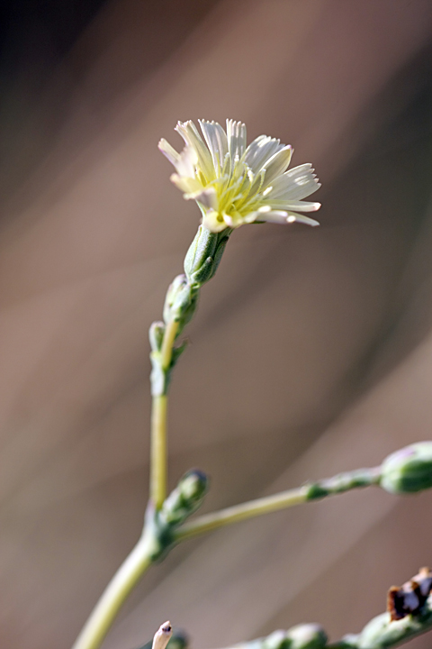 Image of Lactuca serriola specimen.