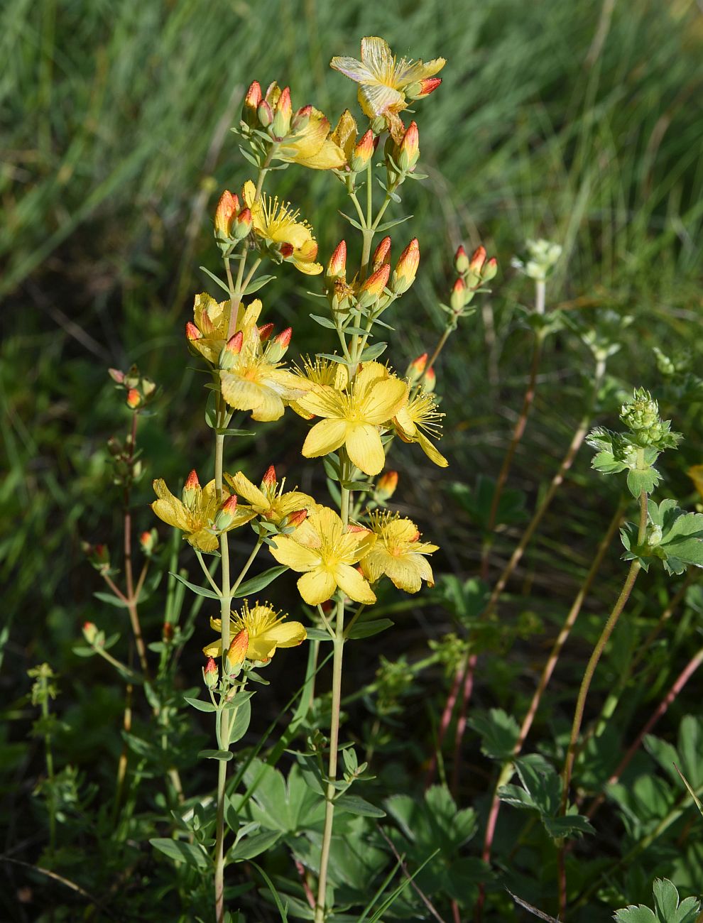 Image of Hypericum linarioides specimen.