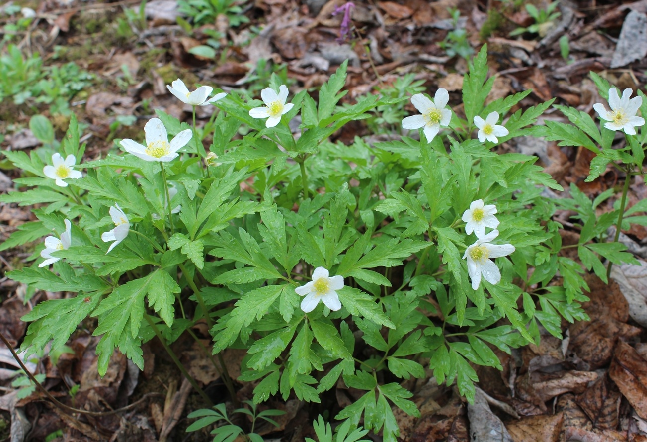 Изображение особи род Anemone.