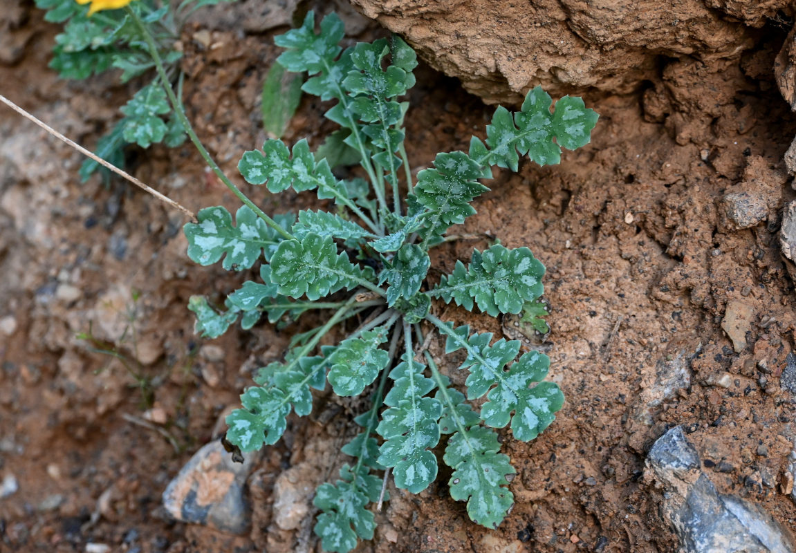 Image of Glaucium squamigerum specimen.