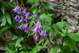 Campanula rapunculoides. Верхушка цветущего растения. Чечня, Шатойский р-н, Нихалойские водопады, у подножия скалы. 26.07.2022.