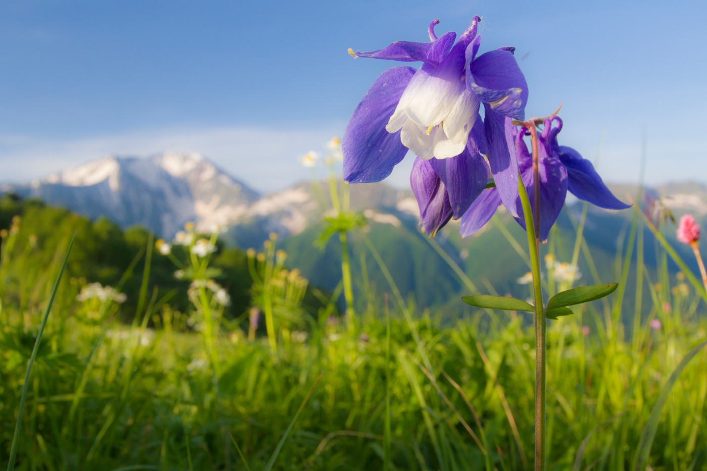 Изображение особи Aquilegia olympica.