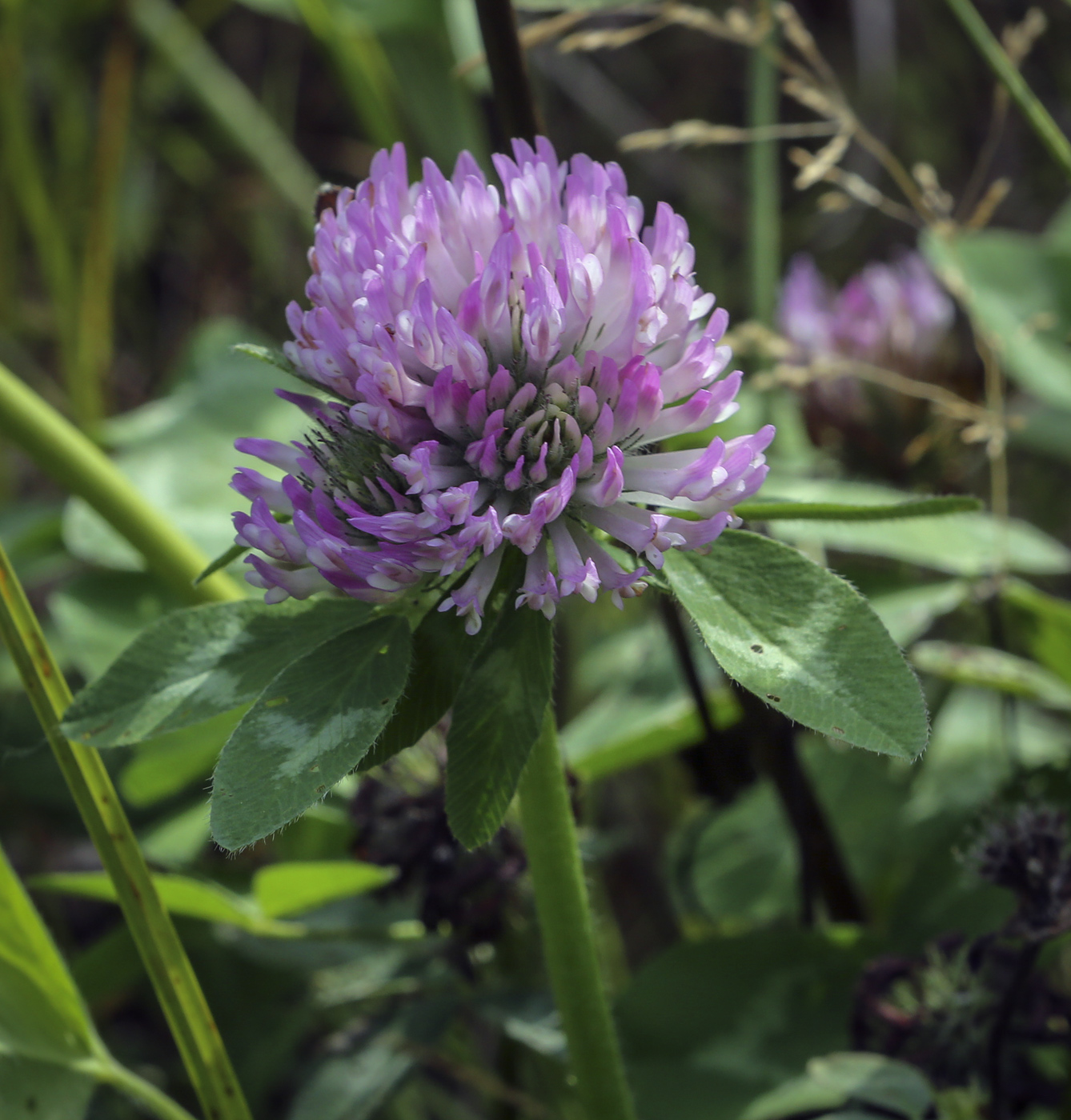 Image of Trifolium pratense specimen.