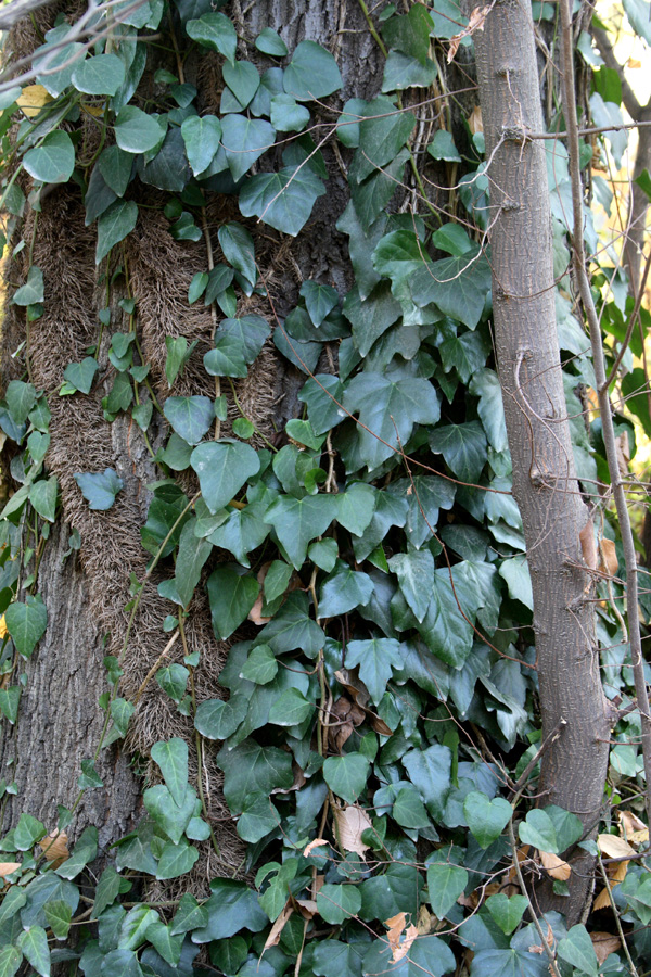 Image of Hedera colchica specimen.