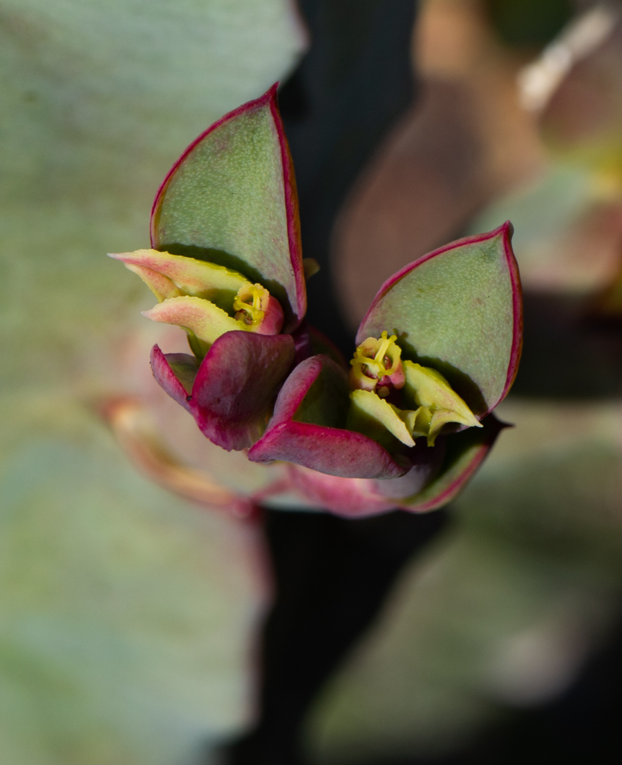 Изображение особи Euphorbia neococcinea.