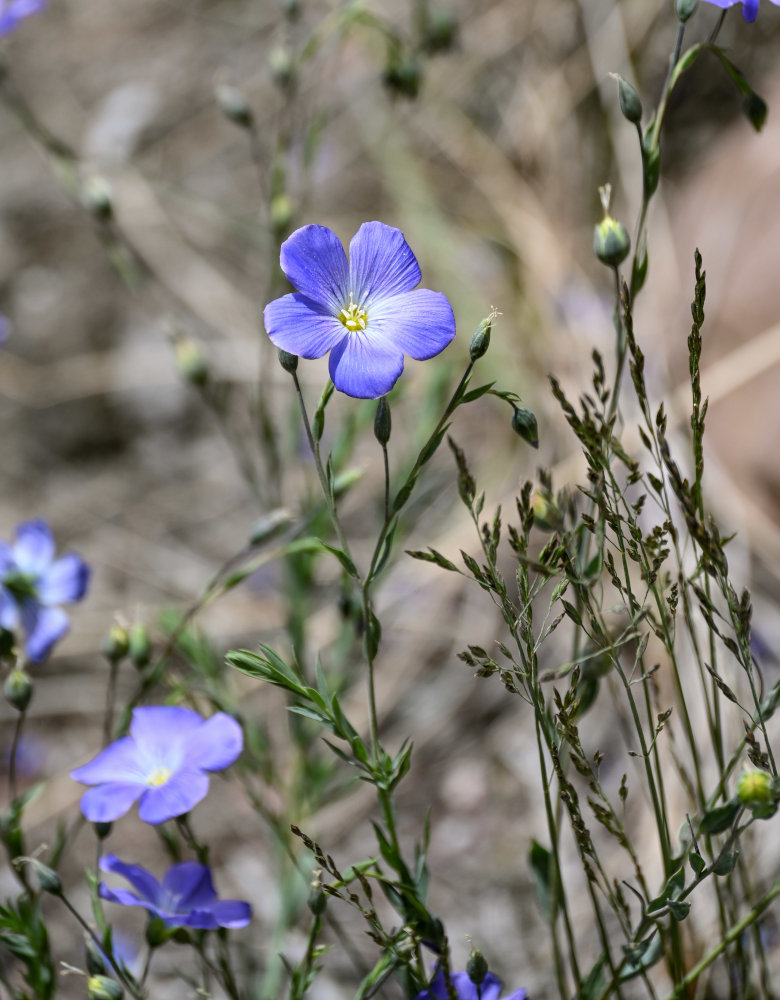 Изображение особи Linum altaicum.