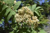 Sorbus aucuparia. Верхушка ветви с отцветающим соцветием. Испания, автономное сообщество Каталония, провинция Барселона, комарка Бергеда, муниципалитет Сальдес, подножие горы Педрафорка, окр. смотр. площадки \"Гресолет\", 1557 м н.у.м., смешаный лес на склоне северо-восточной экспозиции, кромка обрыва. 05.06.2022.