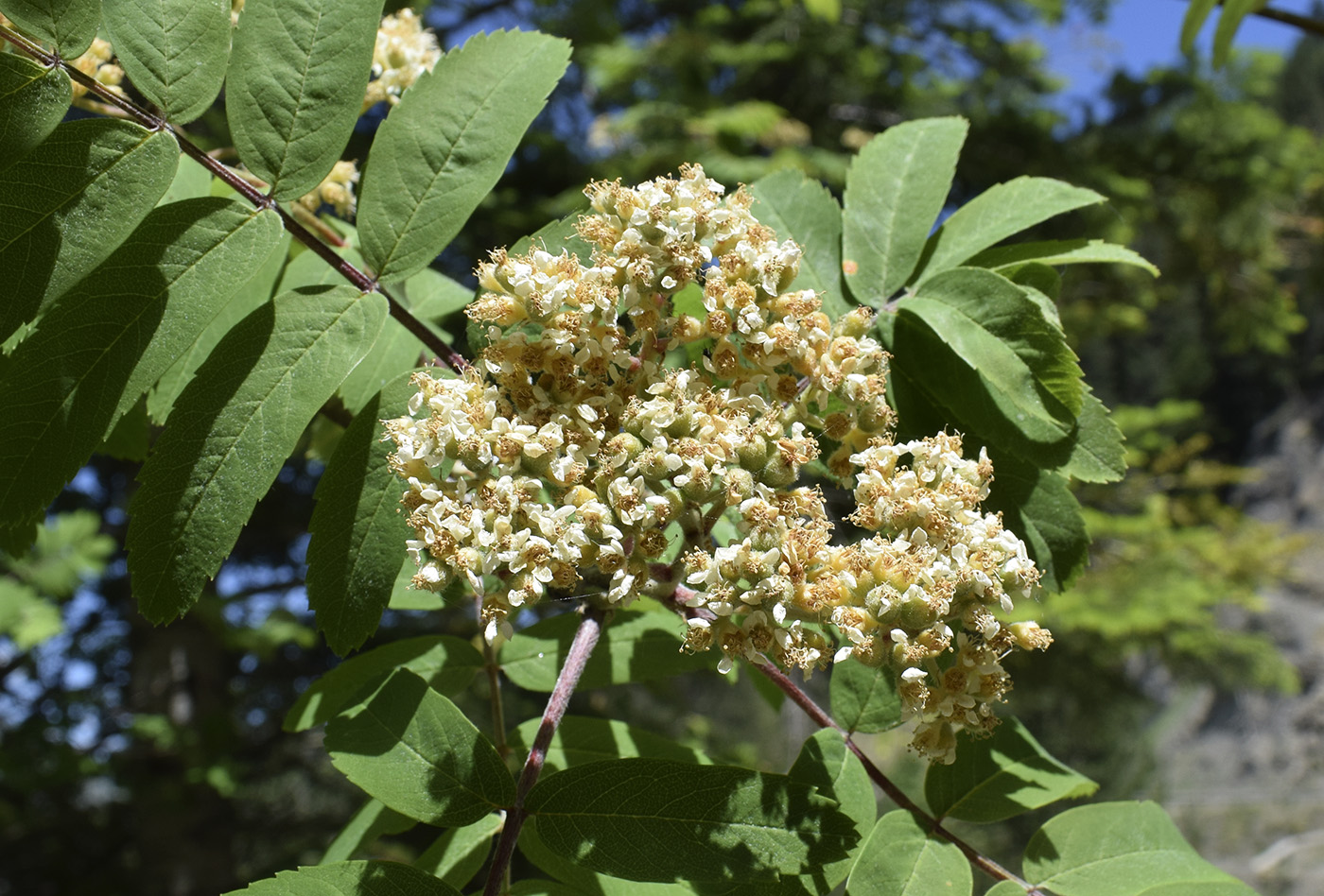 Изображение особи Sorbus aucuparia.