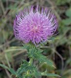 Cirsium ciliatum