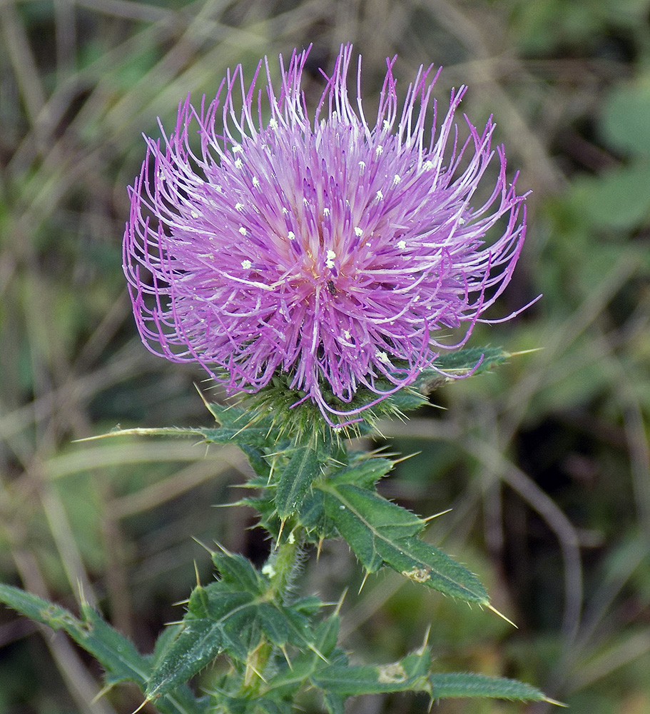 Изображение особи Cirsium ciliatum.