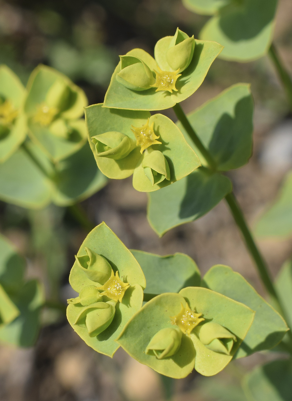 Изображение особи Euphorbia segetalis.